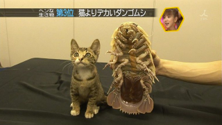 Illustration for article titled This Giant Crustacean Cuddly Toy Is a Hot Seller in Japan